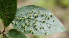 Galliasty kleszczy i środki, aby ją zwalczać